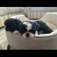 Shih Tzu - Both