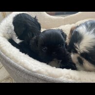 Shih Tzu - Both