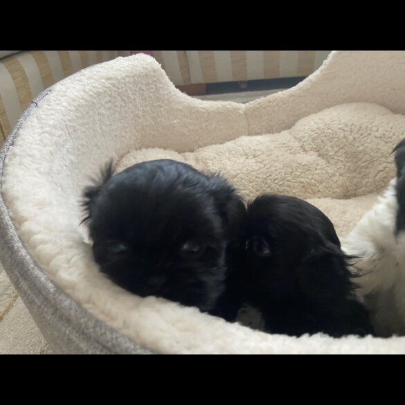 Shih Tzu - Both