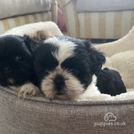 Shih Tzu - Both