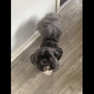 Shih Tzu - Both