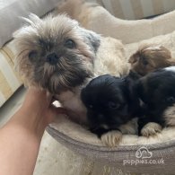 Shih Tzu - Both