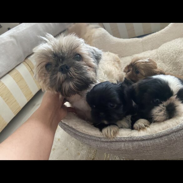 Shih Tzu - Both