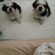 Shih Tzu - Both