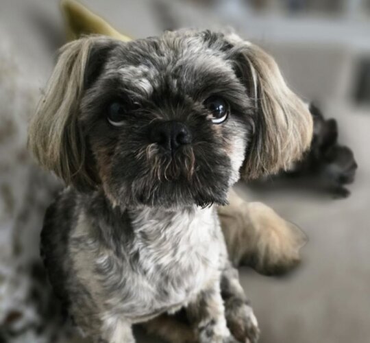 Shih Tzu