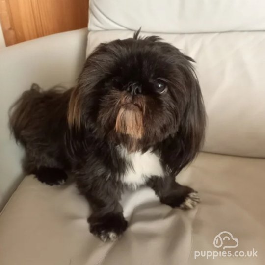 Shih Tzu