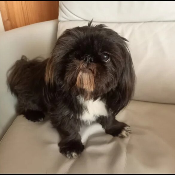 Shih Tzu