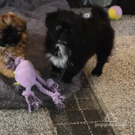 Shih Tzu - Both