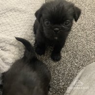 Shihpoo - Both