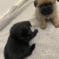 Shihpoo - Both