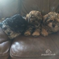 Shihpoo - Both