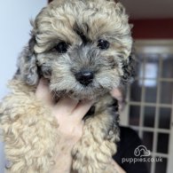 Shihpoo - Both