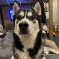 Siberian Husky