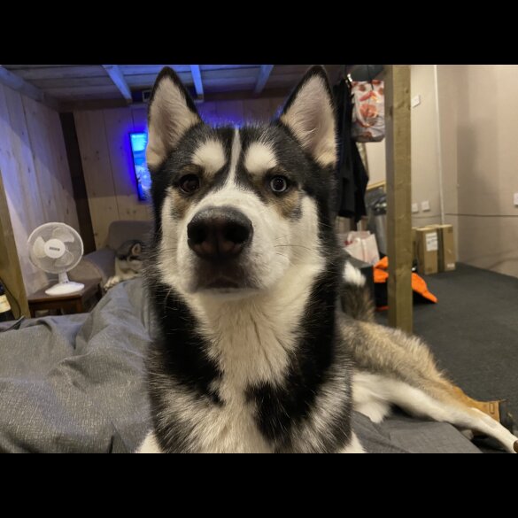 Siberian Husky