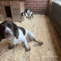 Sprocker Spaniel - Both