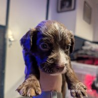 Sprocker Spaniel - Both