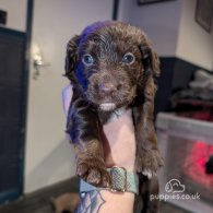 Sprocker Spaniel - Both