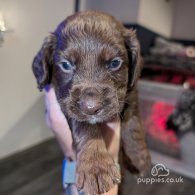 Sprocker Spaniel - Both