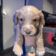 Sprocker Spaniel - Both