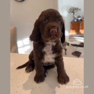 Sprocker Spaniel - Dogs