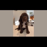 Sprocker Spaniel - Dogs