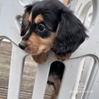 Sprocker Spaniel - Both