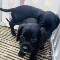 Sprocker Spaniel - Both