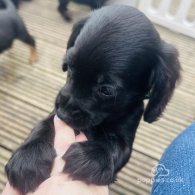 Sprocker Spaniel - Both