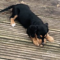 Sprocker Spaniel - Both