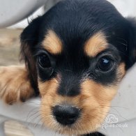 Sprocker Spaniel - Both