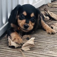 Sprocker Spaniel - Both