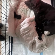 Sprocker Spaniel - Both