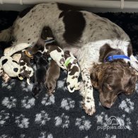 Sprocker Spaniel - Bitches