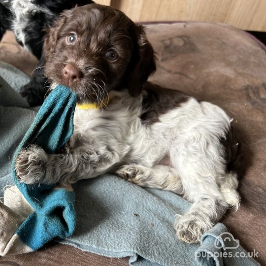 Sprocker Spaniel - Both