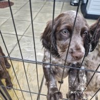 Sprocker Spaniel - Dogs