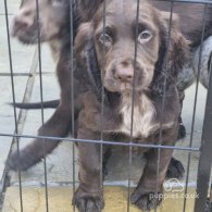 Sprocker Spaniel - Dogs