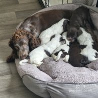 Sprocker Spaniel - Dogs