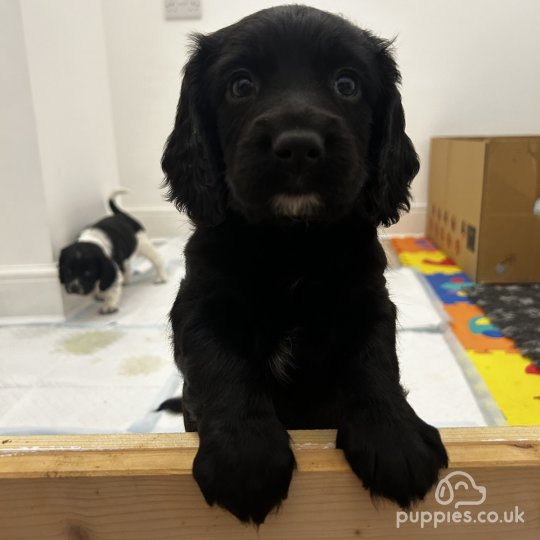 Sprocker Spaniel - Both