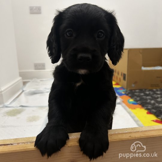 Sprocker Spaniel - Both