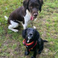 Sprocker Spaniel - Both