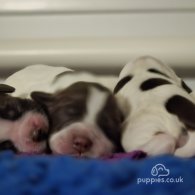 Sprocker Spaniel - Both