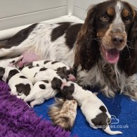 Sprocker Spaniel - Both