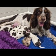 Sprocker Spaniel - Both