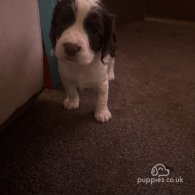 Sprocker Spaniel - Both