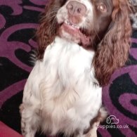 Sprocker Spaniel - Both