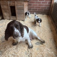 Sprocker Spaniel - Both