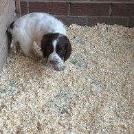 Sprocker Spaniel - Both