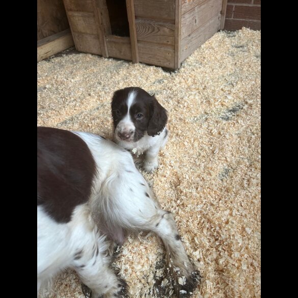 Sprocker Spaniel - Both