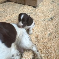 Sprocker Spaniel - Both