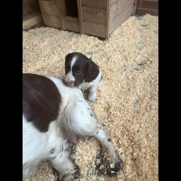 Sprocker Spaniel - Both